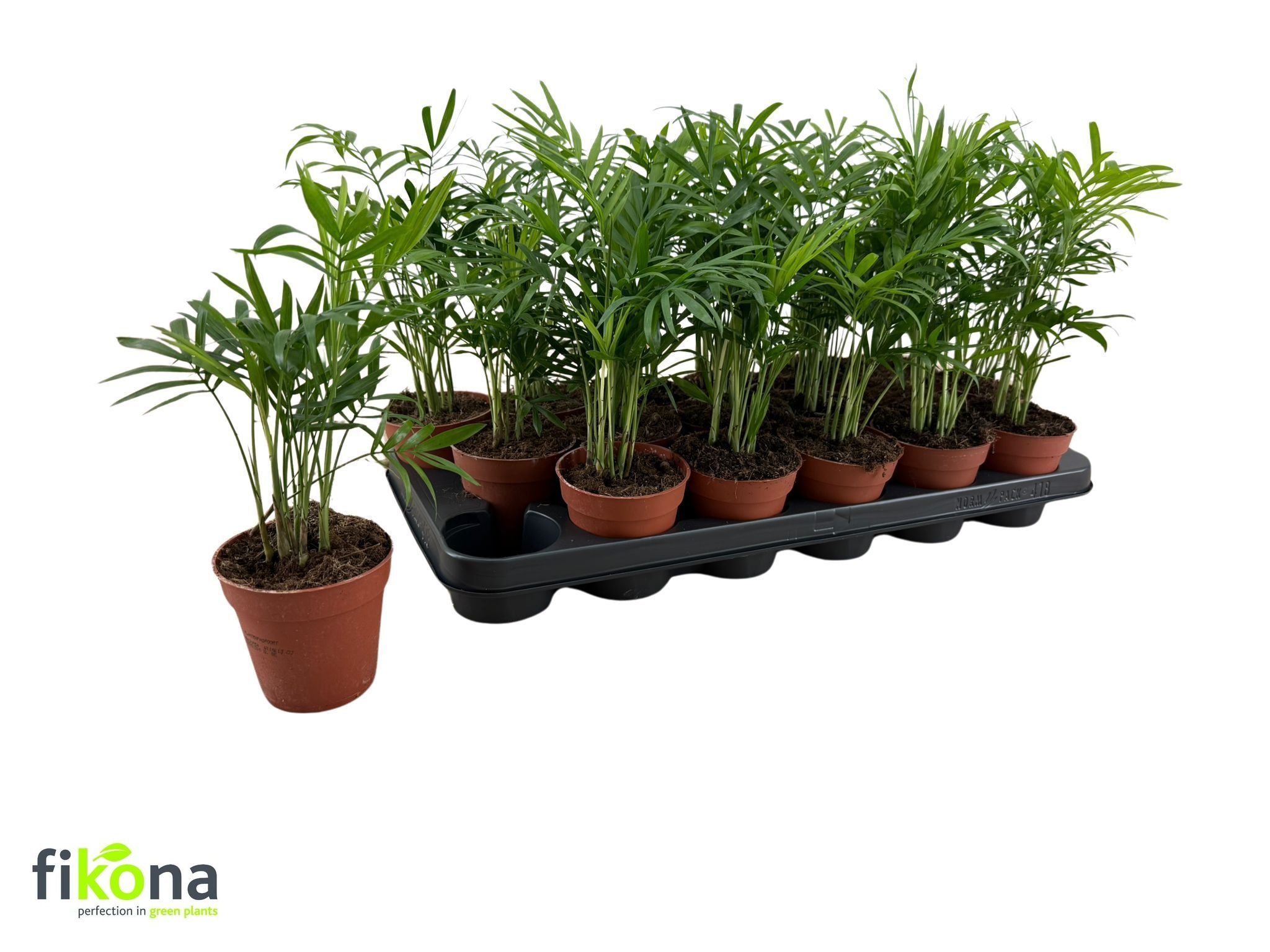 Горшечные цветы и растения оптом Chamaed Elegans от 18шт (для телеги) из Голландии с доставкой по России