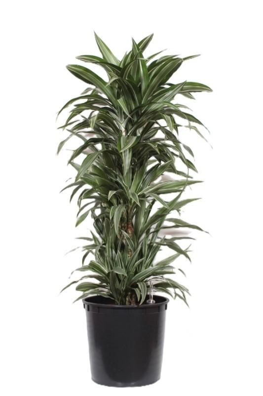 Горшечные цветы и растения оптом Dracaena Warneckei от 1шт из Голландии с доставкой по России