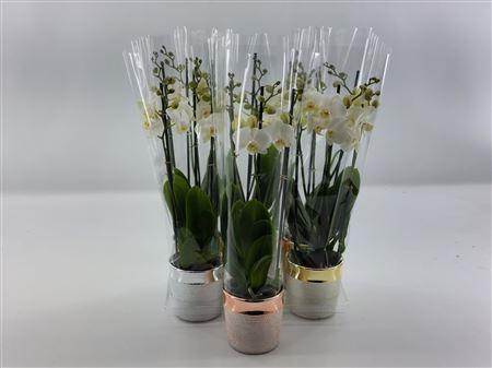 Горшечные цветы и растения оптом Phal Christmas White 3 Tak Luxe Keramiek от 6шт из Голландии с доставкой по России