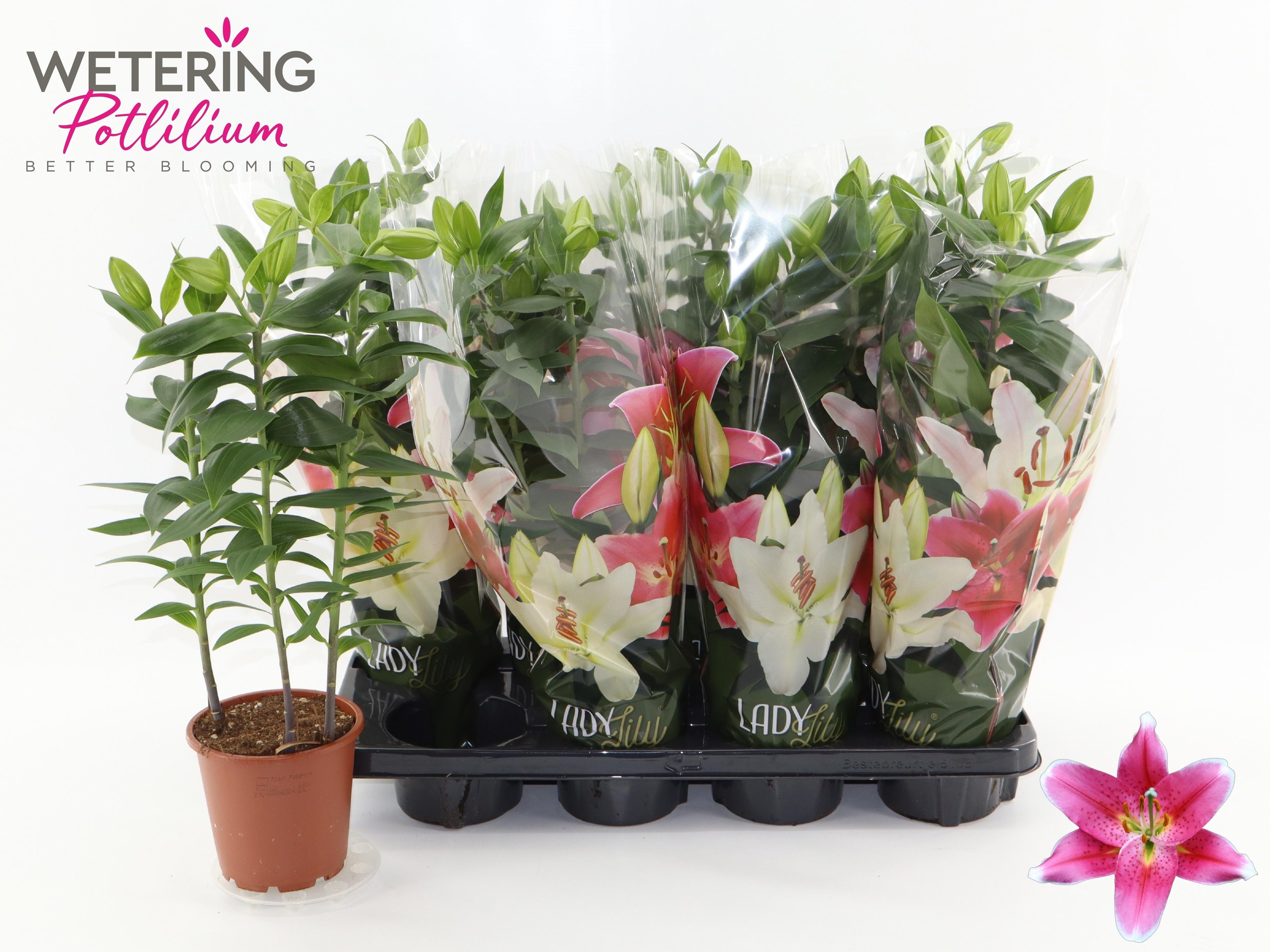 Горшечные цветы и растения оптом Lil Or Sunny Robyn от 8шт из Голландии с доставкой по России