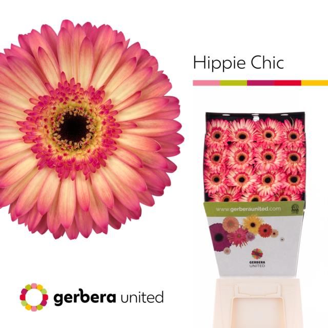 Срезанные цветы оптом Gerbera diamond hippie chic от 45шт из Голландии с доставкой по России