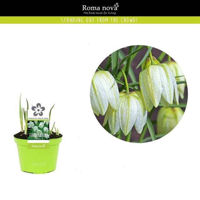 Горшечные цветы и растения оптом Fritillaria Meleagris Alba от 18шт из Голландии с доставкой по России