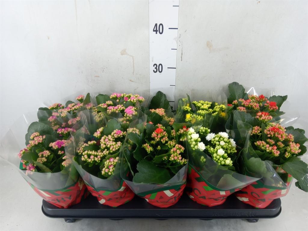 Горшечные цветы и растения оптом Kalanchoe Blos.   ..rosebud Mix  5 от 10шт' из Голландии с доставкой по России