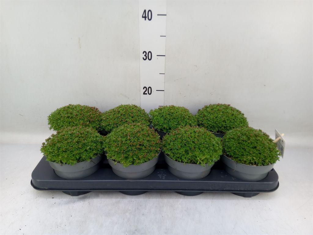 Горшечные цветы и растения оптом Saxifraga Arend. от 8шт из Голландии с доставкой по России