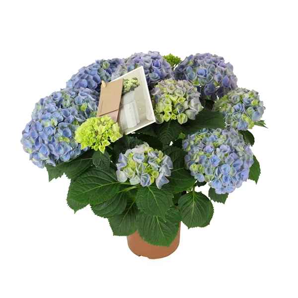 Горшечные цветы и растения оптом Hydrangea Mac. Hi River Blue 7+ Flowers от 6шт из Голландии с доставкой по России