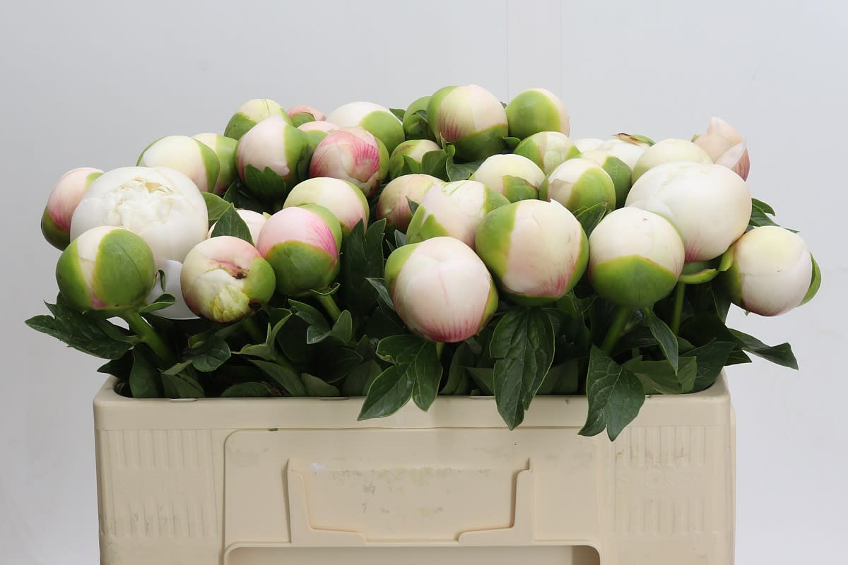 Срезанные цветы оптом Paeonia colonel owen cousins от 40шт из Голландии с доставкой по России