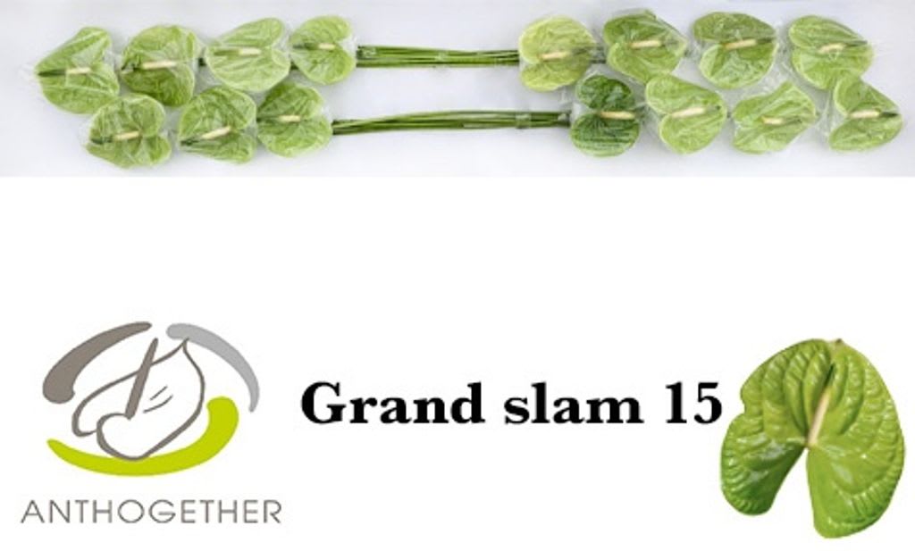 Срезанные цветы оптом Anthurium grand slam от 15шт. из Голландии с доставкой по России