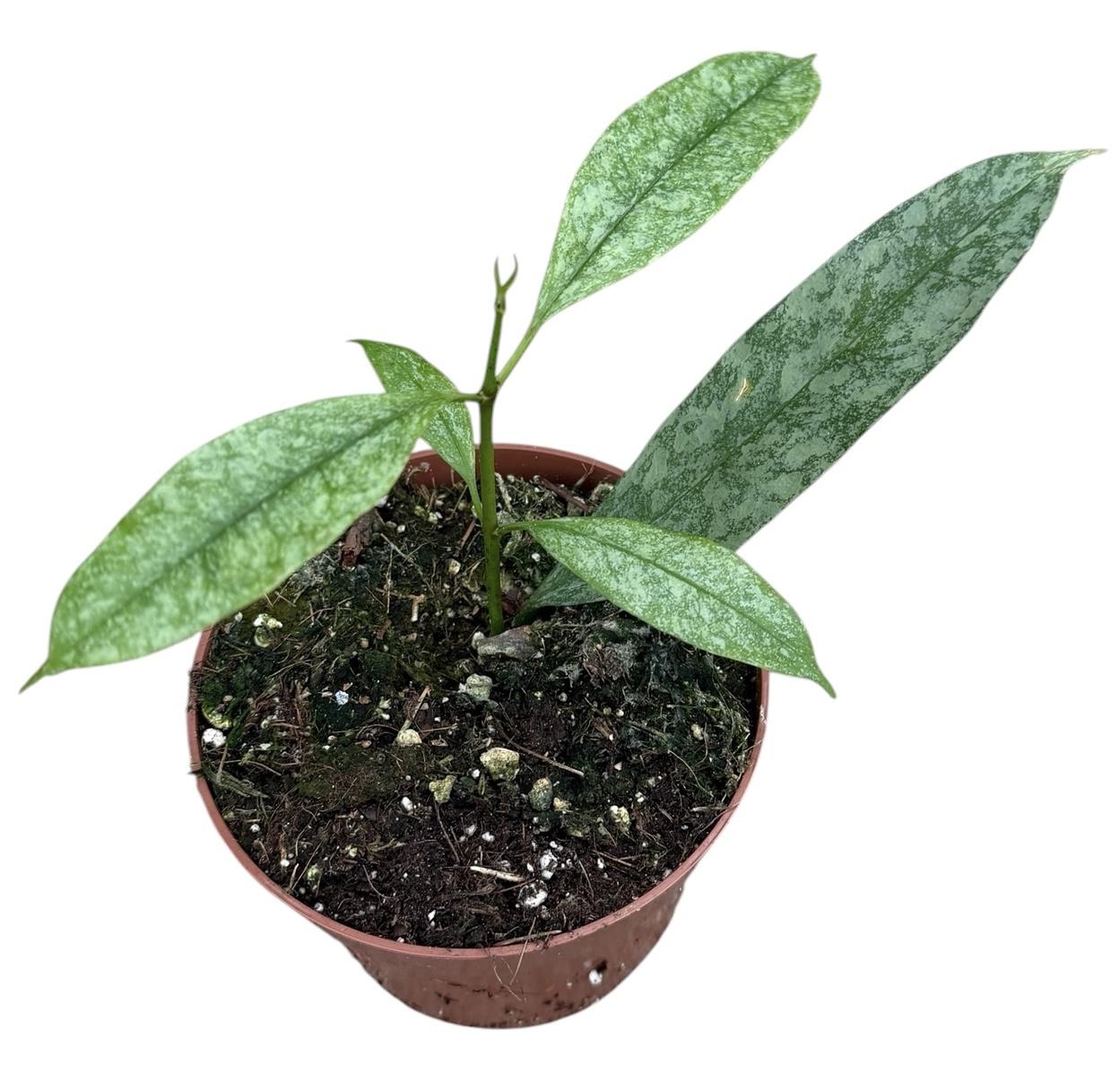 Горшечные цветы и растения оптом Hoya Multiflora Silver от 1шт (для телеги) из Голландии с доставкой по России