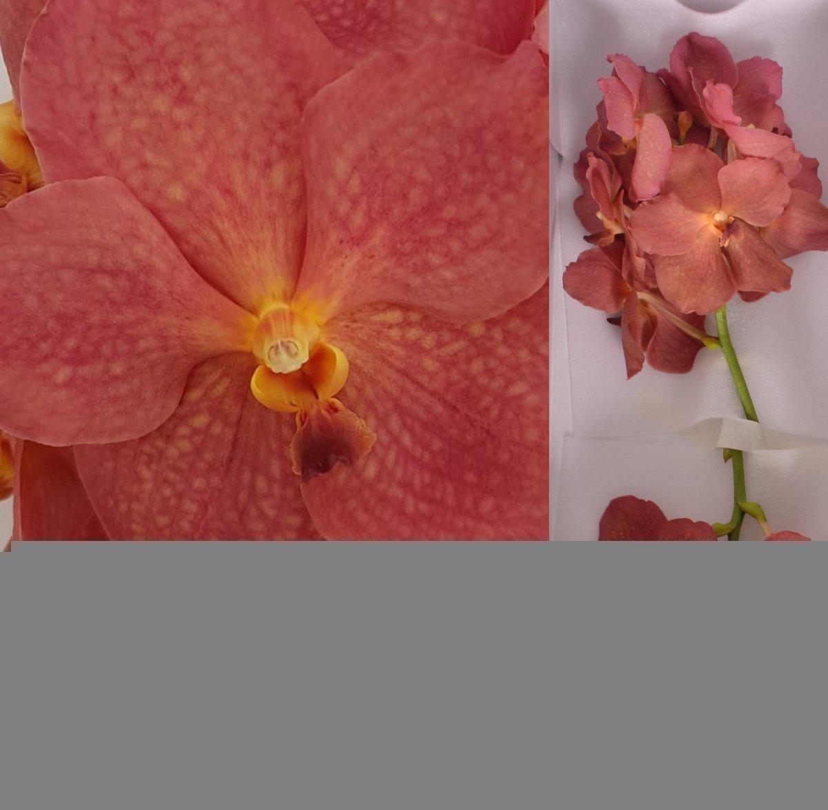 Срезанные цветы оптом Vanda nitaya salmon от 16шт из Голландии с доставкой по России