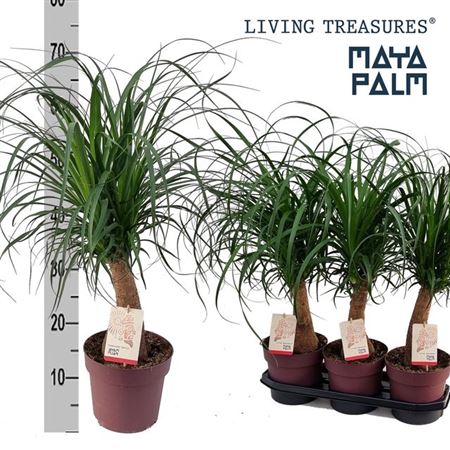 Горшечные цветы и растения оптом Beaucarnea Recur Maya Palm от 3шт из Голландии с доставкой по России