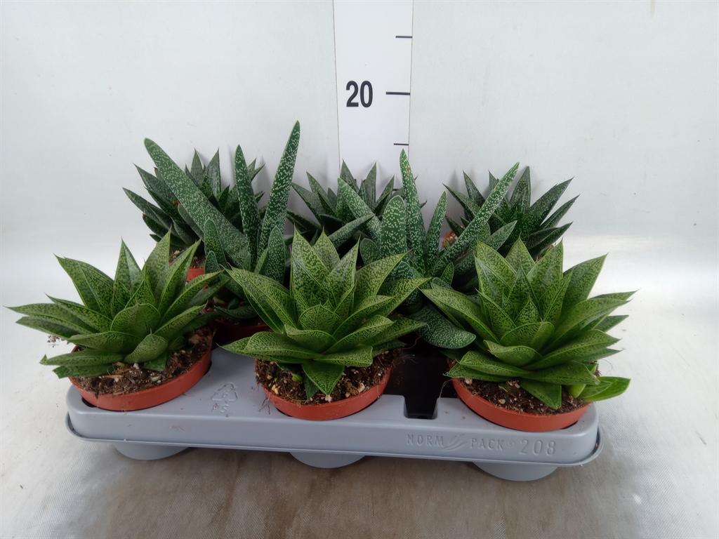 Горшечные цветы и растения оптом Aloe   ...mix от 8шт из Голландии с доставкой по России