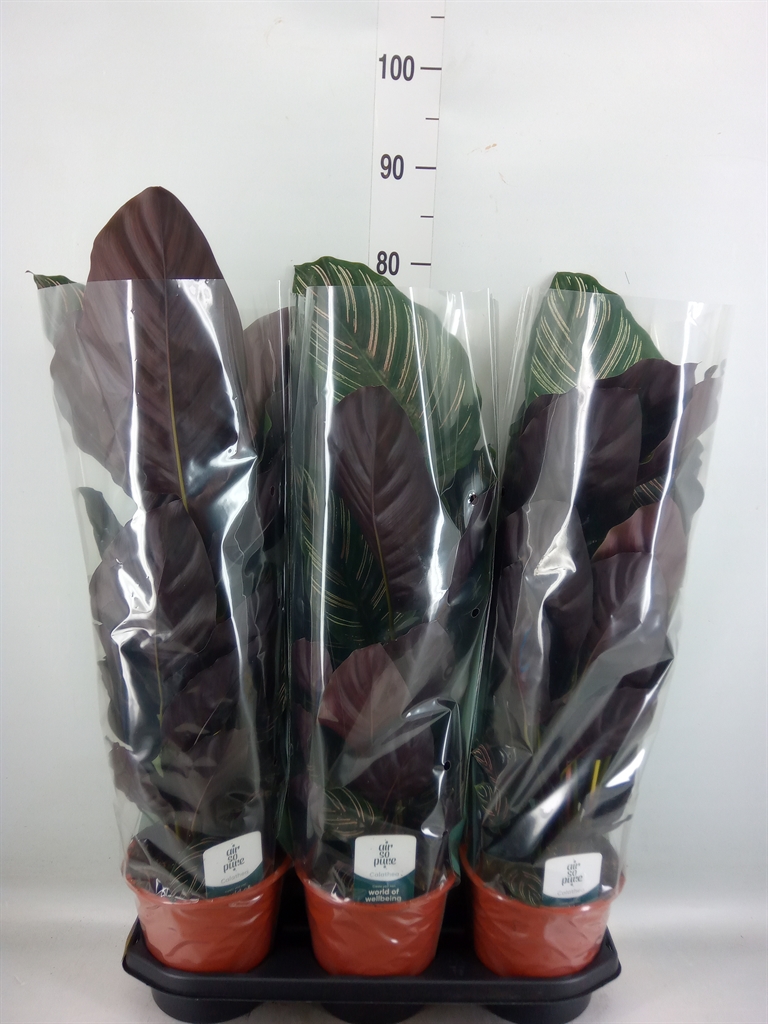 Горшечные цветы и растения оптом Calathea Sanderiana от 3шт из Голландии с доставкой по России