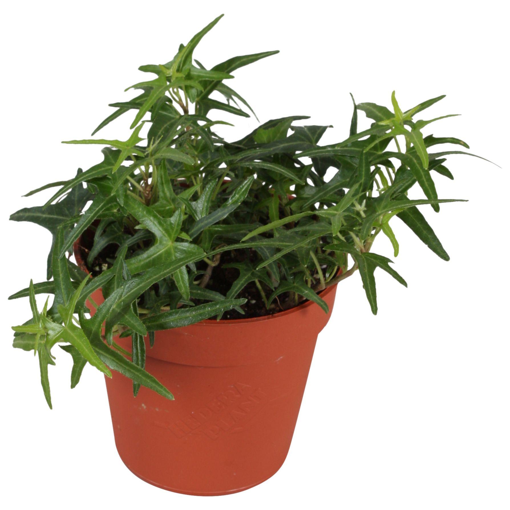 Горшечные цветы и растения оптом Hedera Sagittaefolia от 18шт (для телеги) из Голландии с доставкой по России