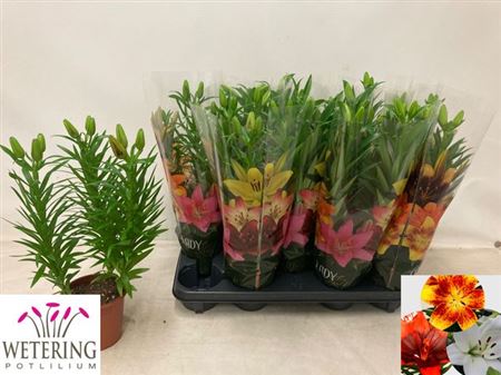 Горшечные цветы и растения оптом Lil As Gem 3pp от 9шт из Голландии с доставкой по России Горшечные цветы и растения оптом Lil As Gem 3pp от 9шт из Голландии с доставкой по России