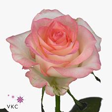 Срезанные цветы оптом Rosa large jumilia от 60шт. из Голландии с доставкой по России