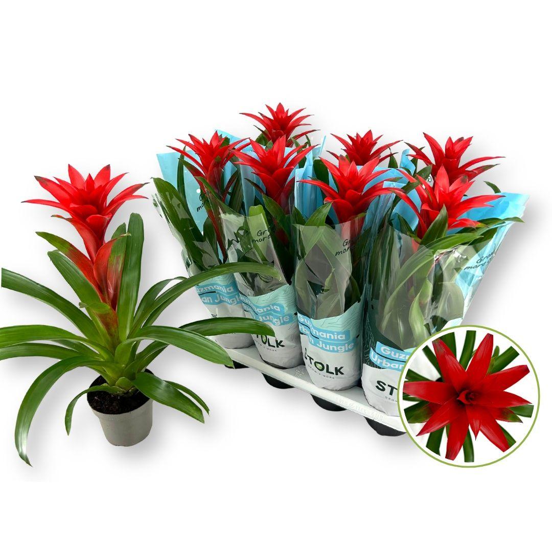 Горшечные цветы и растения оптом Guzm Calypso от 8шт из Голландии с доставкой по России