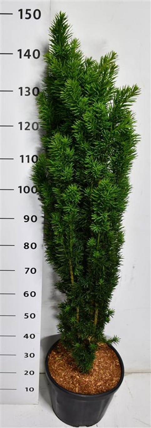 Горшечные цветы и растения оптом Taxus B. fastigiata Robusta от 1шт из Голландии с доставкой по России