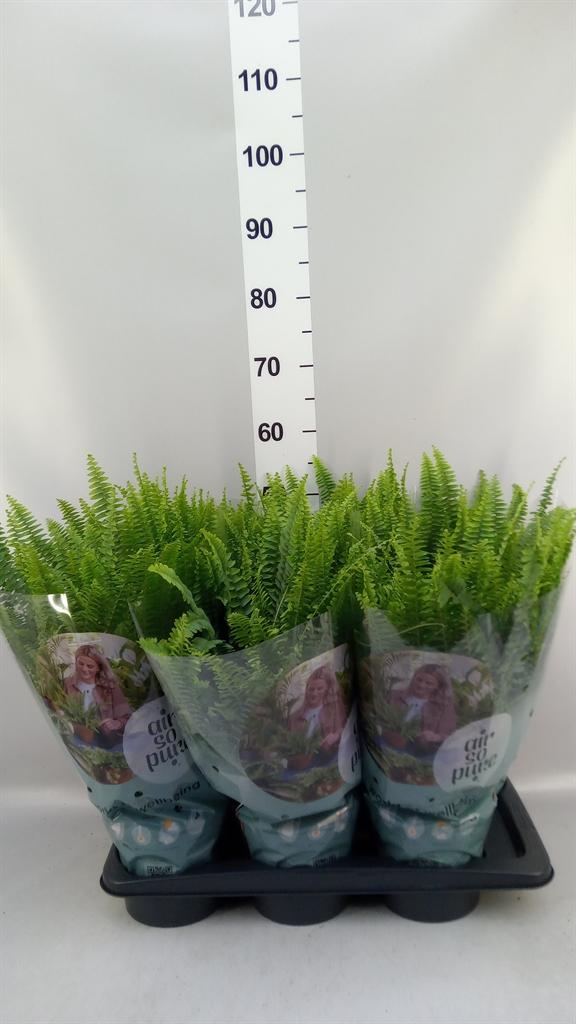 Горшечные цветы и растения оптом Nephrolepis Exal. green Lady от 6шт из Голландии с доставкой по России