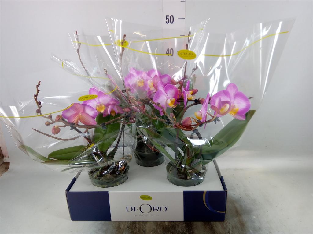 Горшечные цветы и растения оптом Phalaenopsis   ...rose от 3шт из Голландии с доставкой по России
