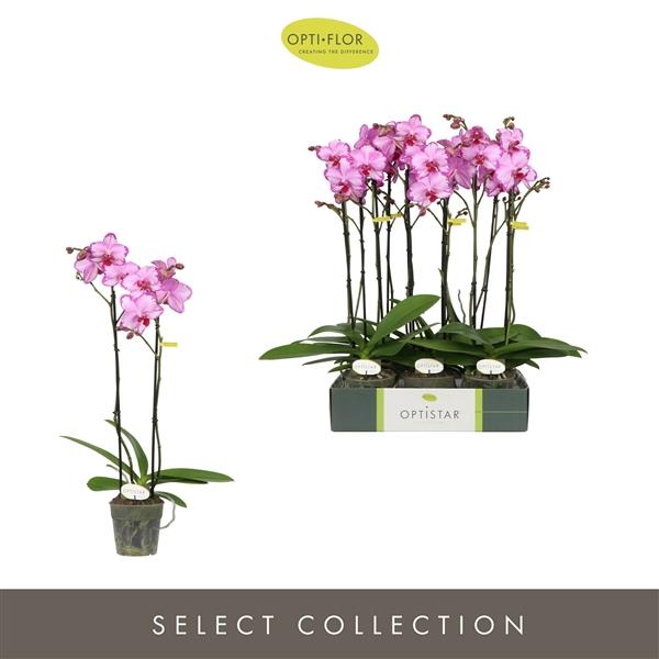 Горшечные цветы и растения оптом Phal 2st Toshi (opti) от 6шт из Голландии с доставкой по России