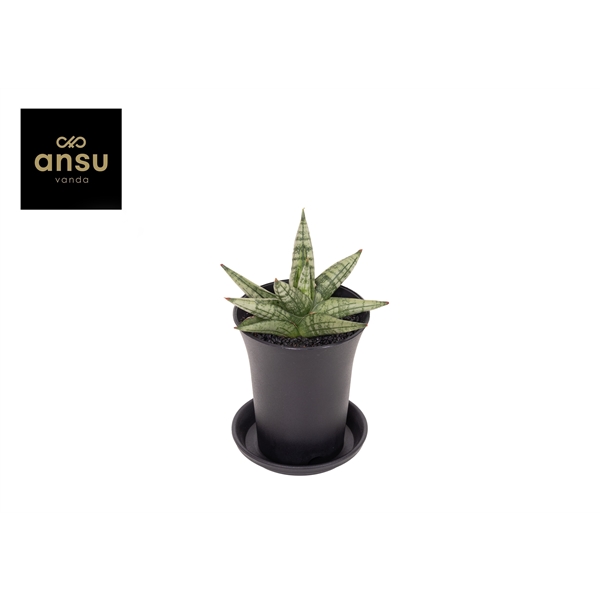 Горшечные цветы и растения оптом Sansevieria Inti Mini No. 4 от 9шт (для телеги) из Голландии с доставкой по России