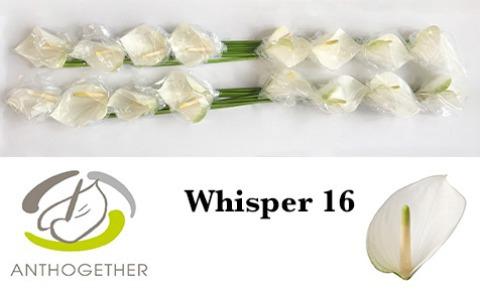 Срезанные цветы оптом Anthurium whisper от 16шт. из Голландии с доставкой по России