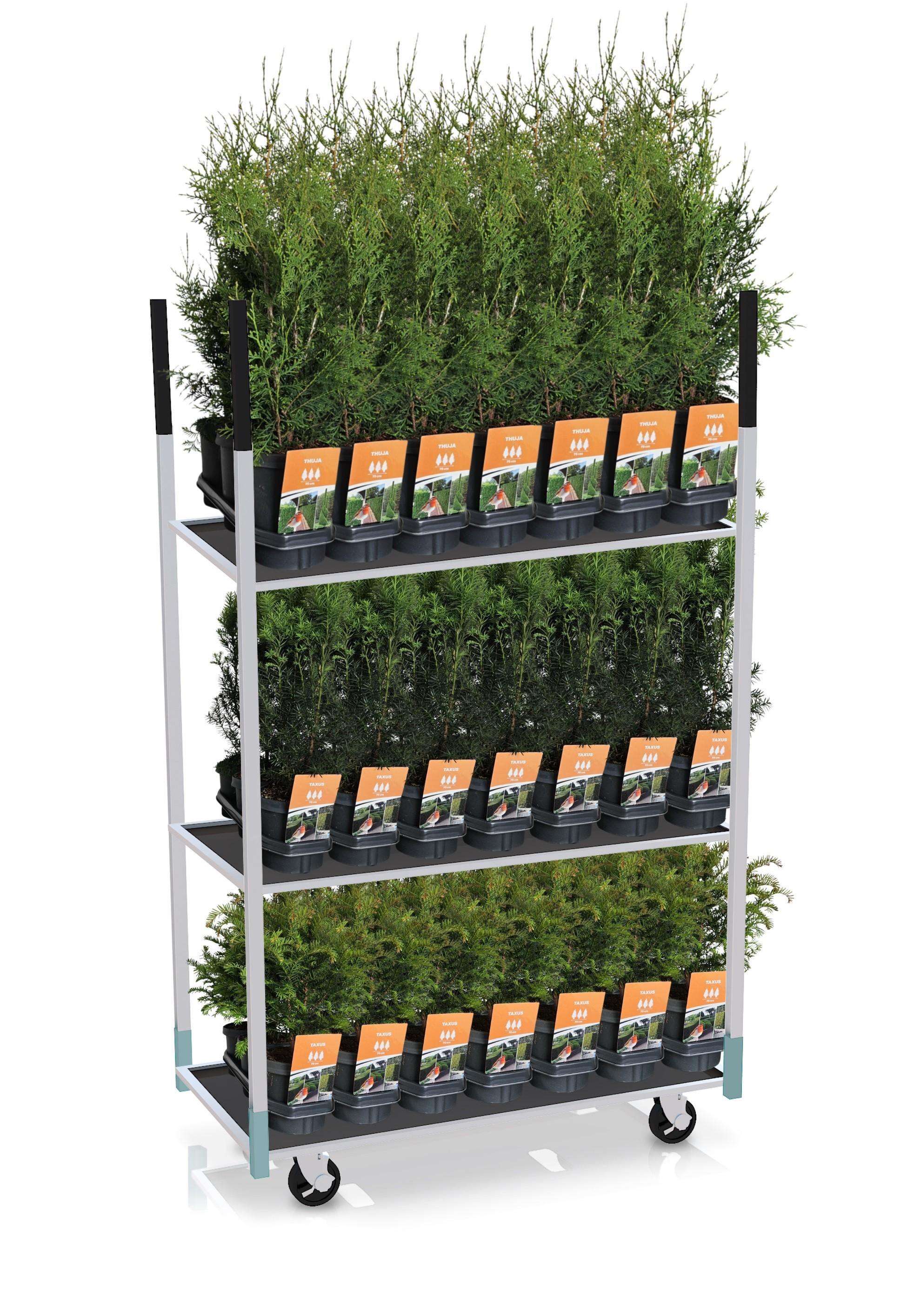 Горшечные цветы и растения оптом Hedgeline Mix-cc C3 от 3шт из Голландии с доставкой по России