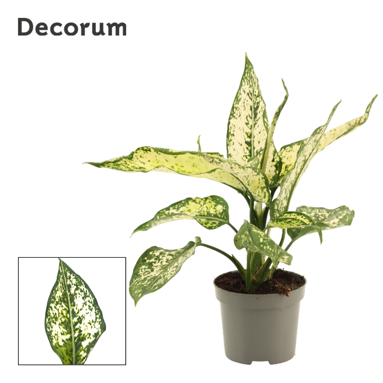 Горшечные цветы и растения оптом Aglaonema White Diamond от 18шт (для телеги) из Голландии с доставкой по России
