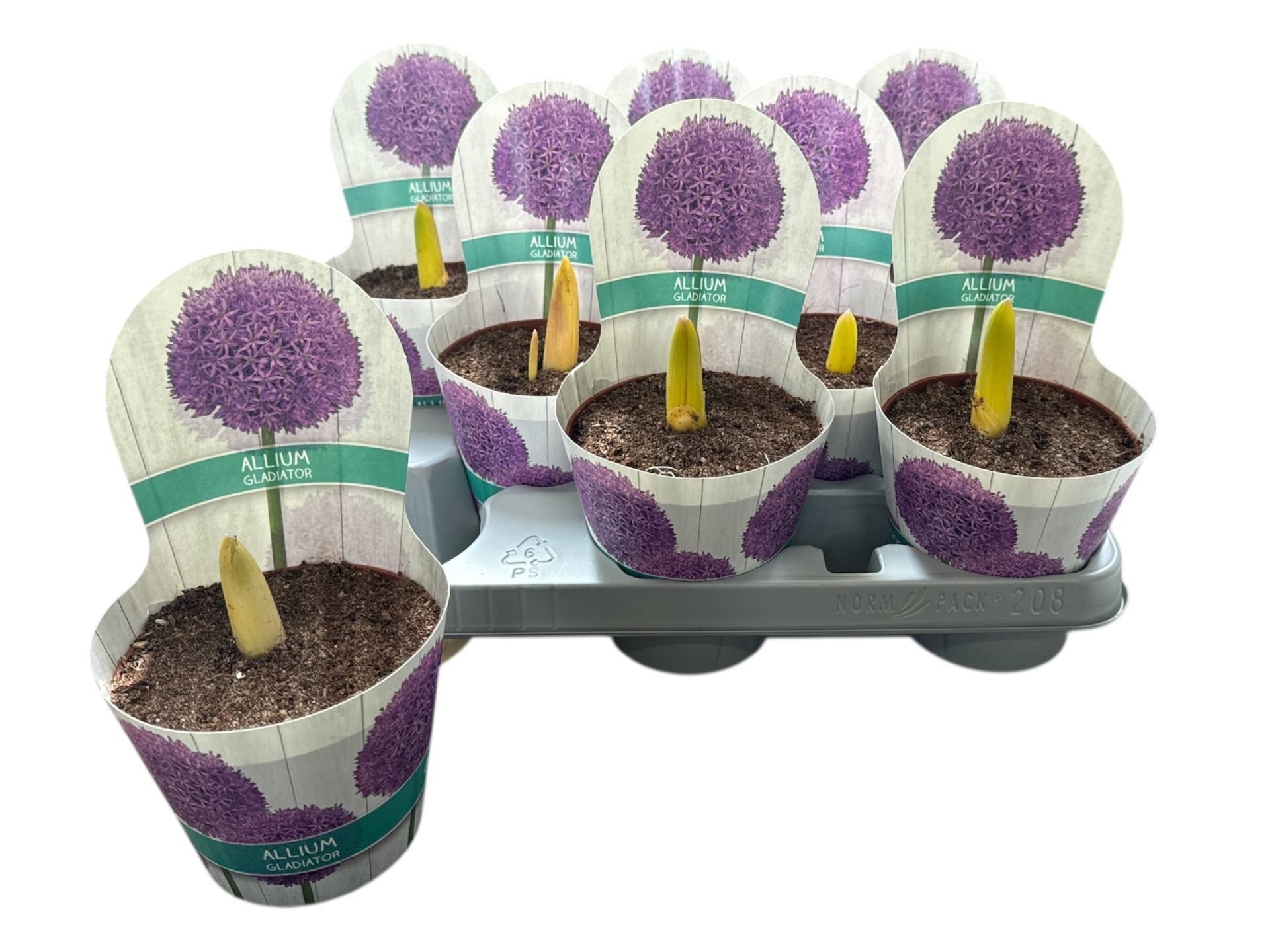 Горшечные цветы и растения оптом Allium от 8шт из Голландии с доставкой по России