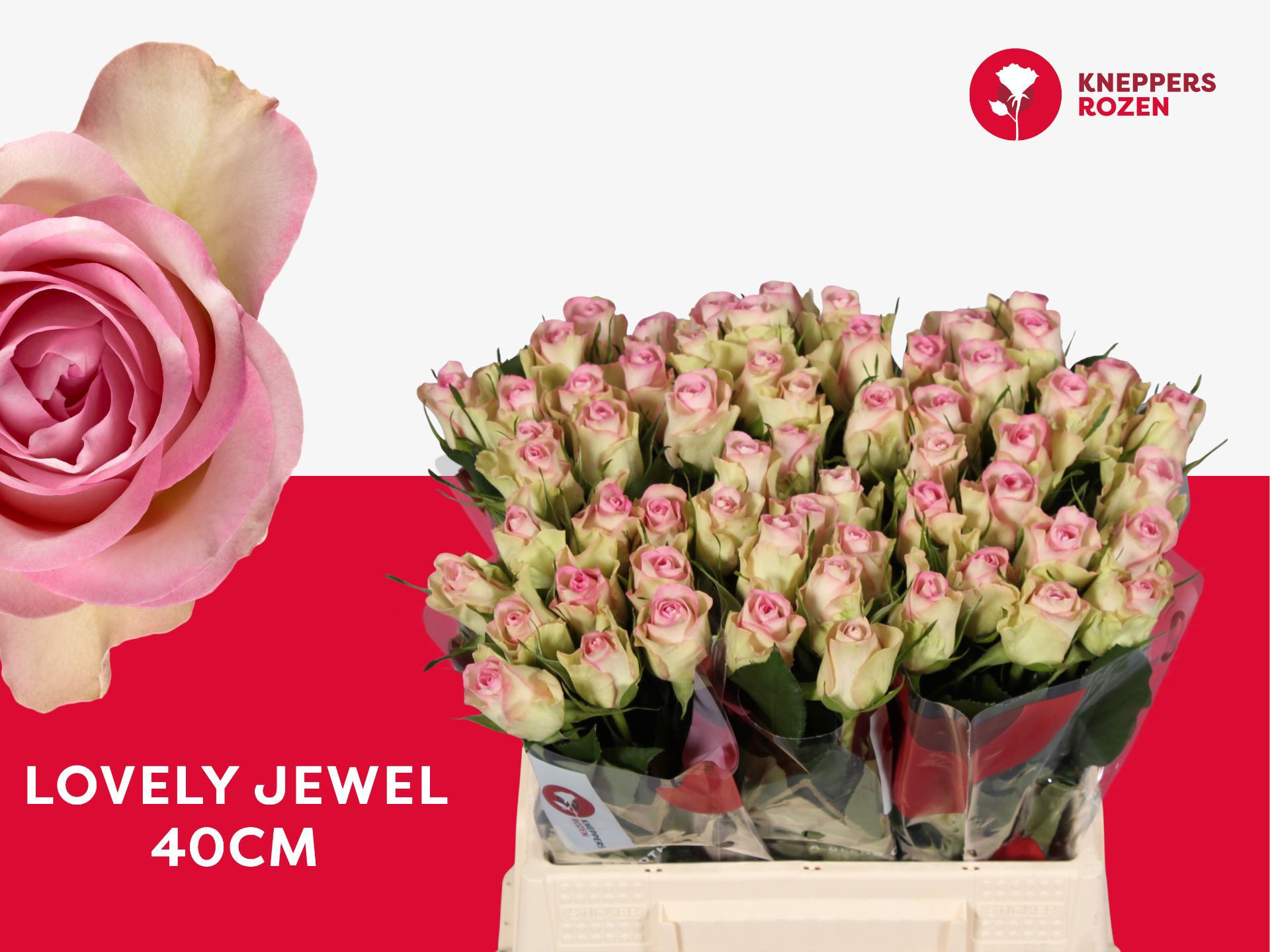 Срезанные цветы оптом Rosa la lovely jewel от 60шт из Голландии с доставкой по России