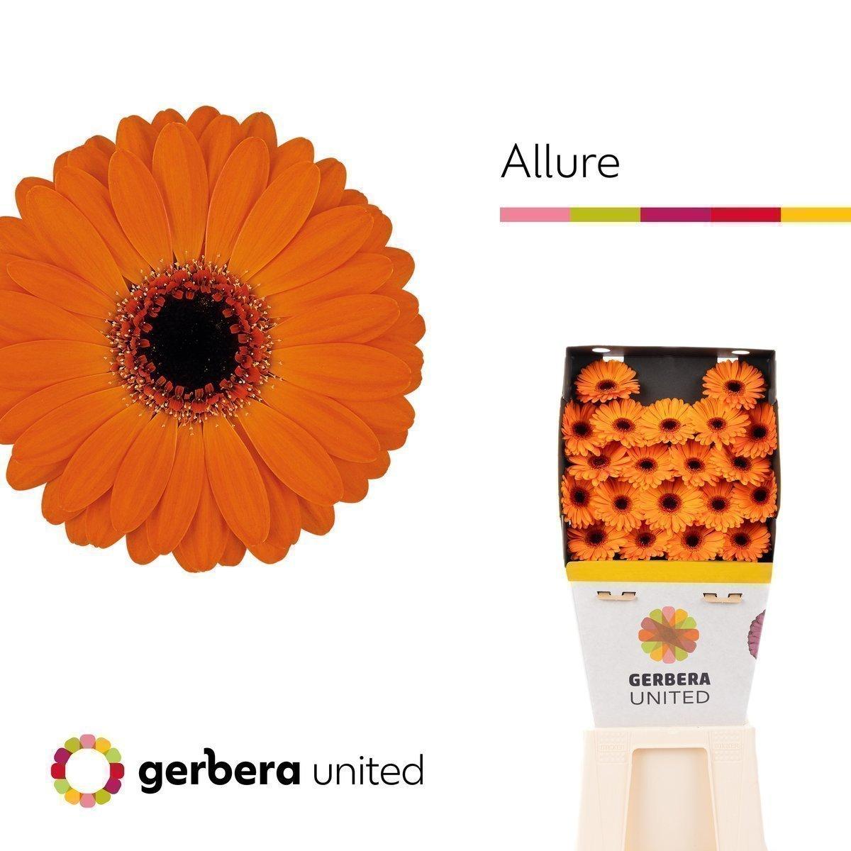 Срезанные цветы оптом Germini diamond allure от 80шт. из Голландии с доставкой по России