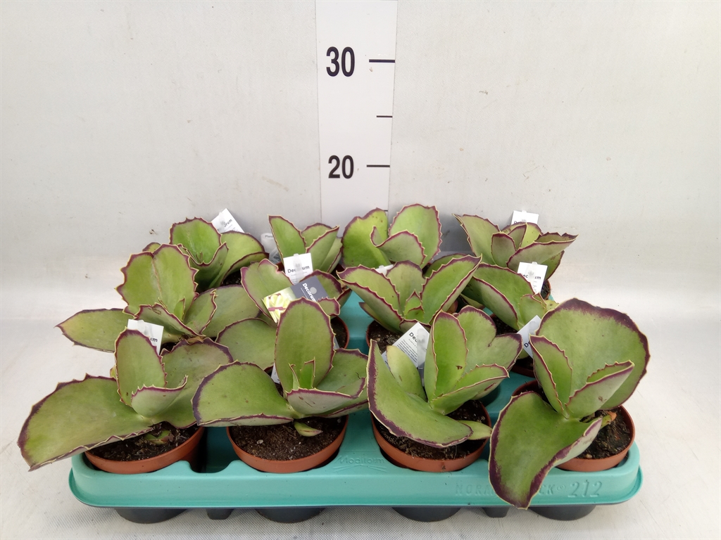 Горшечные цветы и растения оптом Kalanchoe Hg ... от 12шт (для телеги) из Голландии с доставкой по России