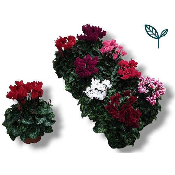 Горшечные цветы и растения оптом Cyclamen Compact Dark Mix от 8шт из Голландии с доставкой по России