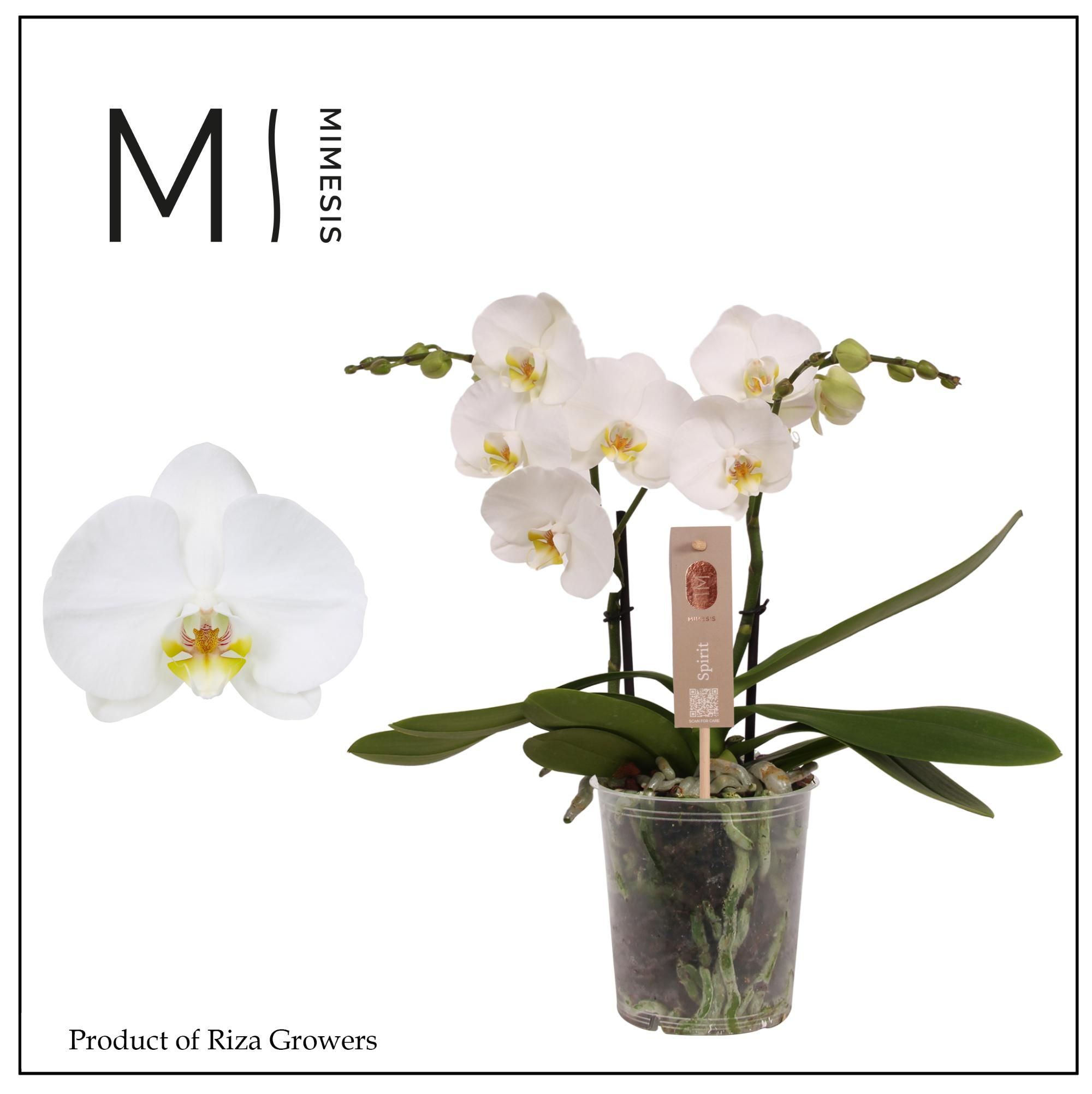 Горшечные цветы и растения оптом Phal 2st Spirit White 16+ (mimesis) от 6шт из Голландии с доставкой по России