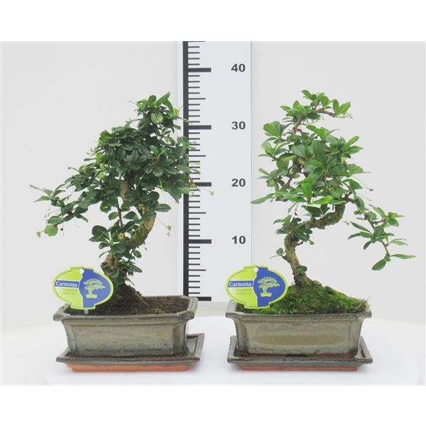 Горшечные цветы и растения оптом Bonsai Carmona Macrophylla, 20cm., Shape, With Dri от 6шт из Голландии с доставкой по России