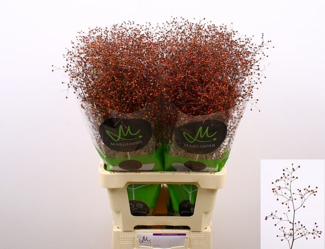 Срезанные цветы оптом Talinum paniculatum long john от 100шт из Голландии с доставкой по России