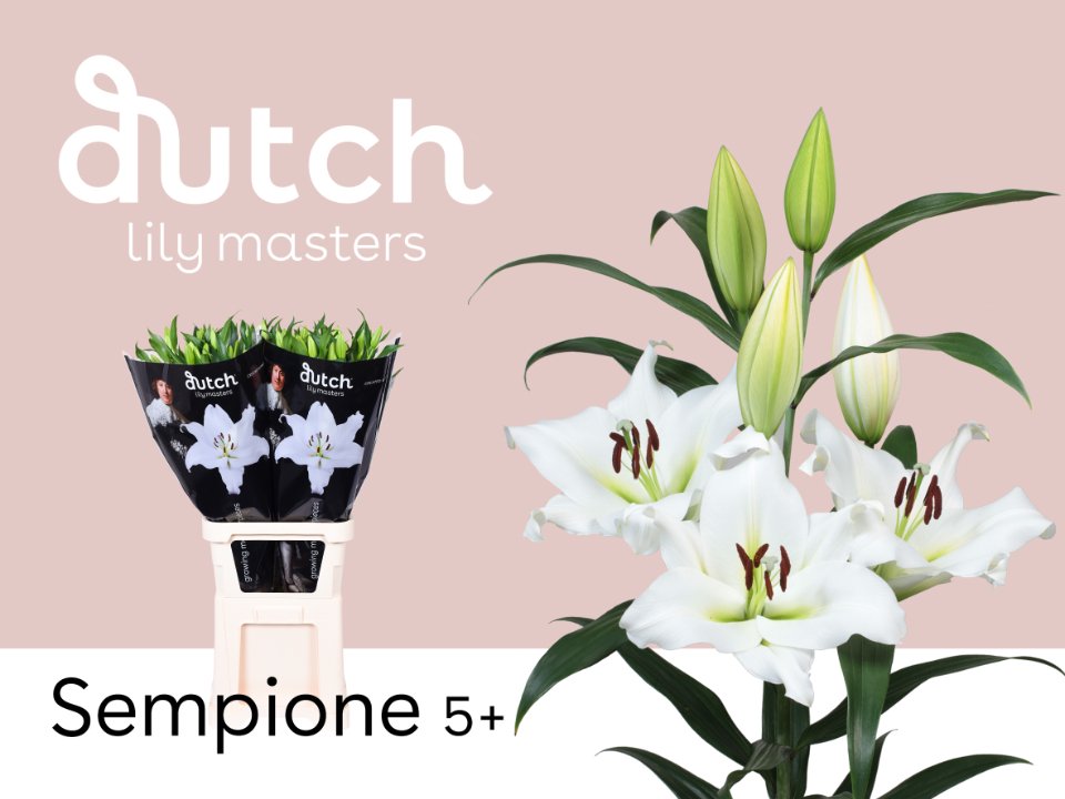 Срезанные цветы оптом Lilium or sempione от 30шт из Голландии с доставкой по России