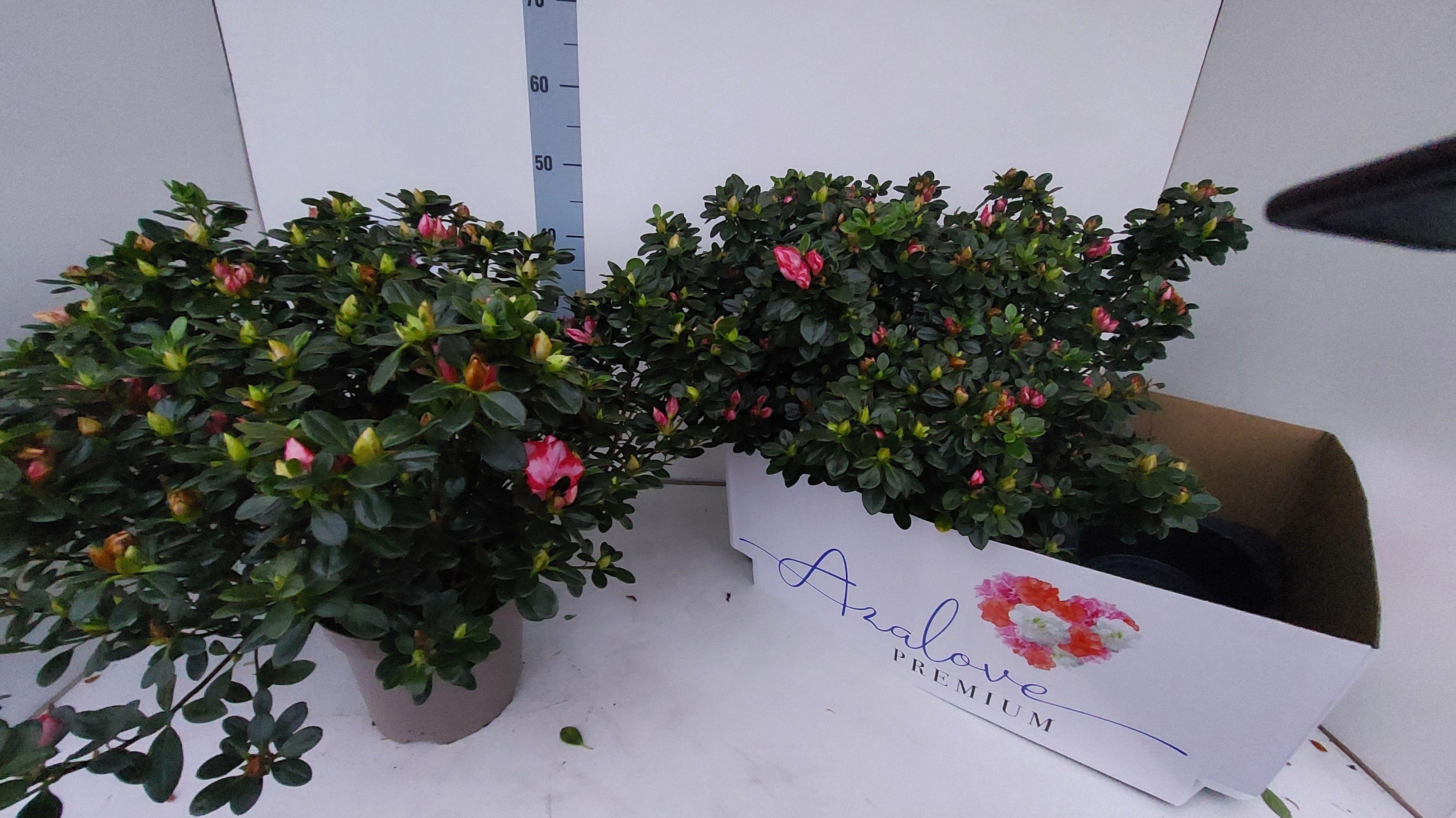 Горшечные цветы и растения оптом Rhodo Si Sachsenster от 2шт из Голландии с доставкой по России