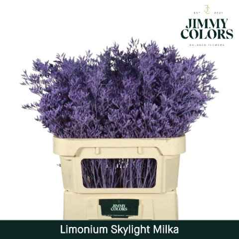 Срезанные цветы оптом Limonium skylight paint milka от 75шт из Голландии с доставкой по России