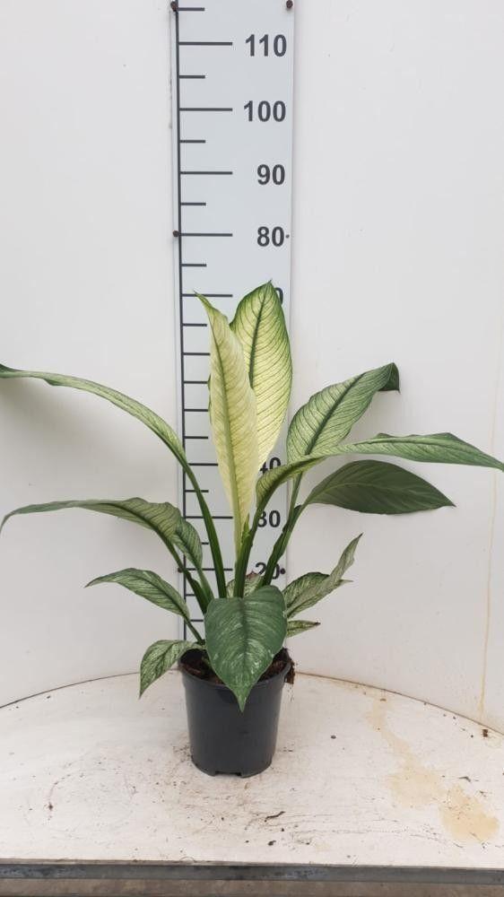 Горшечные цветы и растения оптом Spath Sensation Variegato от 6шт из Голландии с доставкой по России