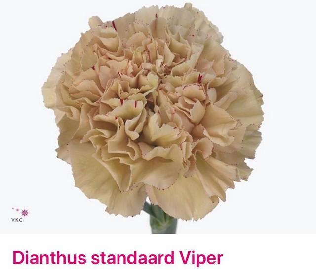 Срезанные цветы оптом Dianthus st viper от 80шт. из Голландии с доставкой по России