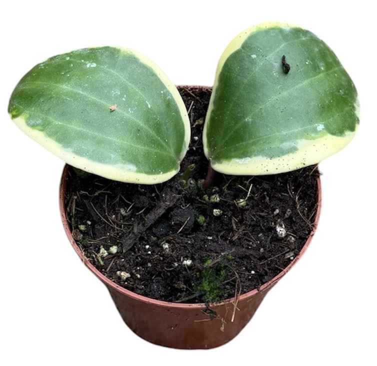 Горшечные цветы и растения оптом Hoya Latifolia Albomarginata Round Leaf от 1шт (для телеги) из Голландии с доставкой по России
