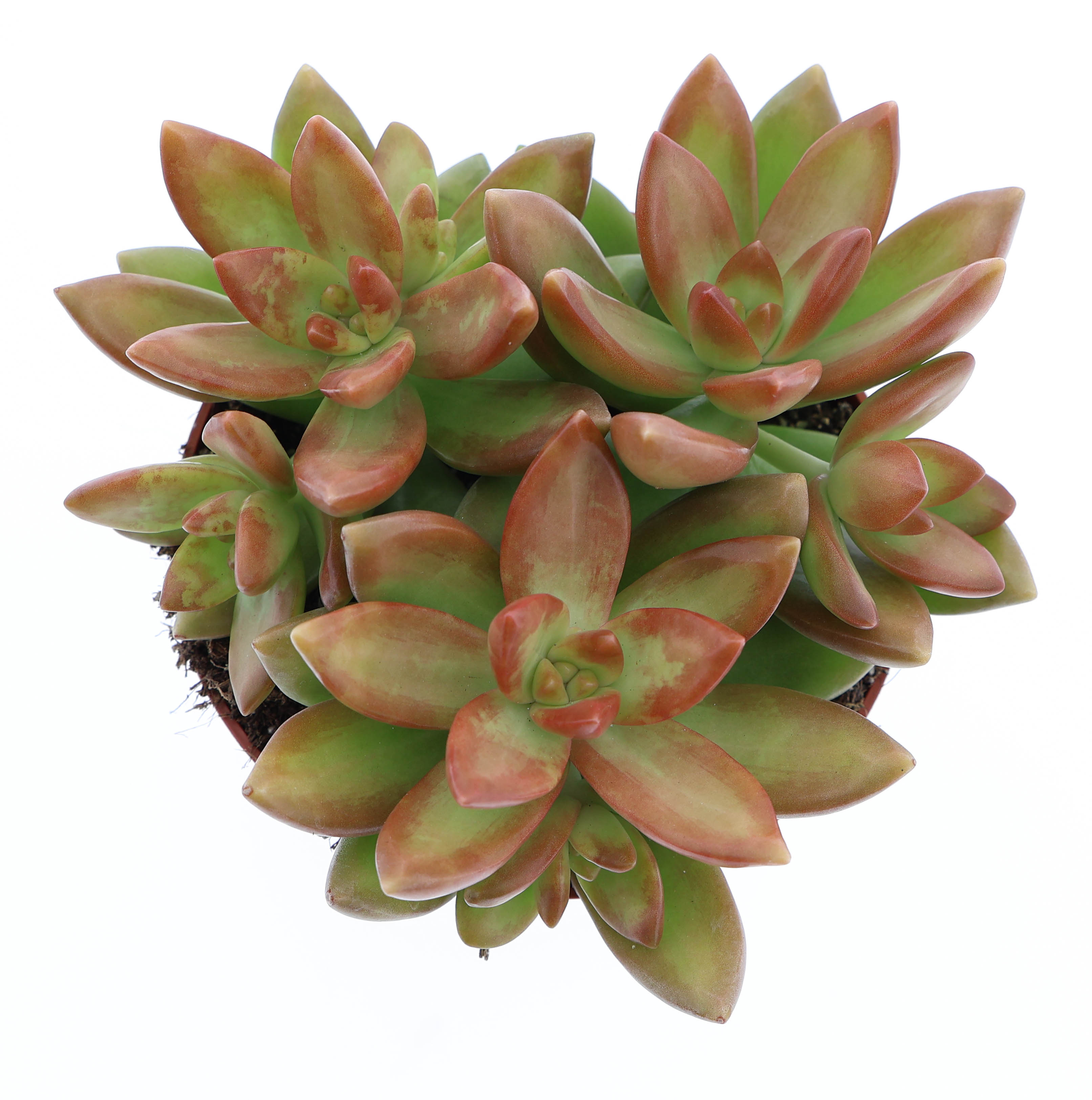 Горшечные цветы и растения оптом Sedum Nussbaumerianum от 8шт из Голландии с доставкой по России