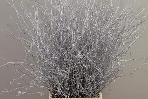 Срезанные цветы оптом Betula paint silver от 20шт из Голландии с доставкой по России