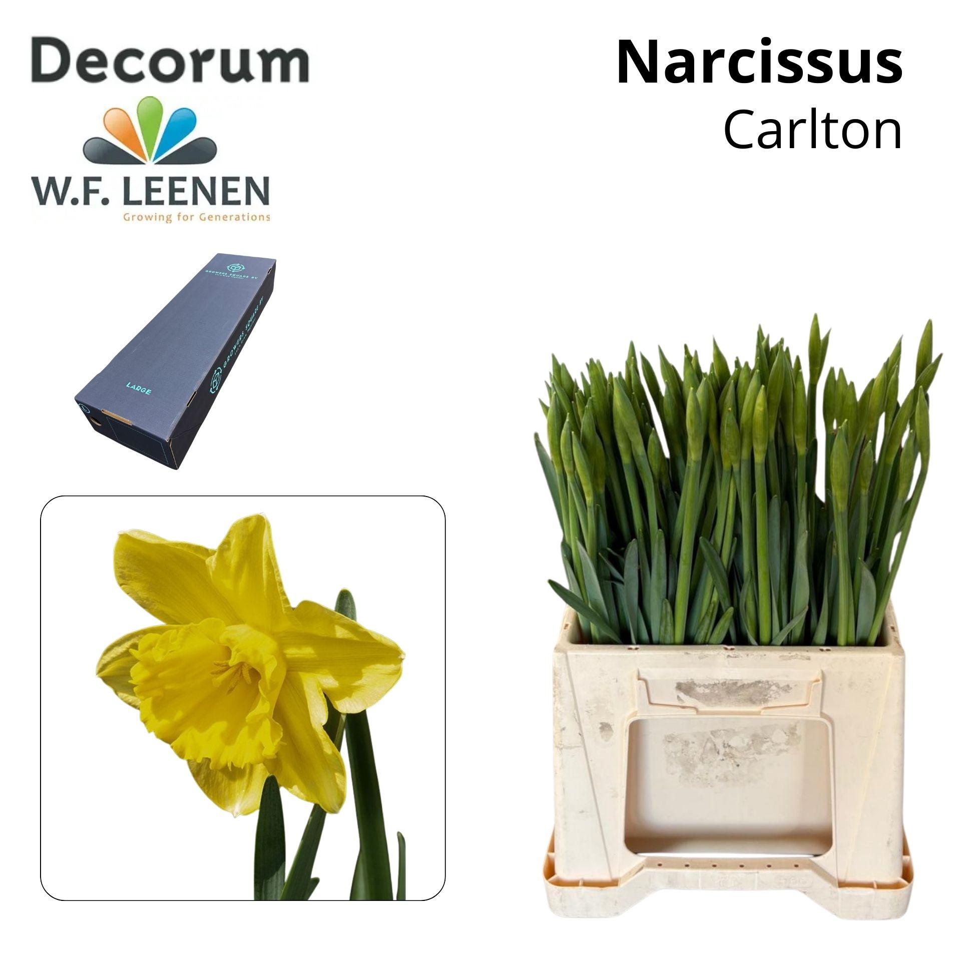 Срезанные цветы оптом Narcissus si carlton in box от 300шт из Голландии с доставкой по России