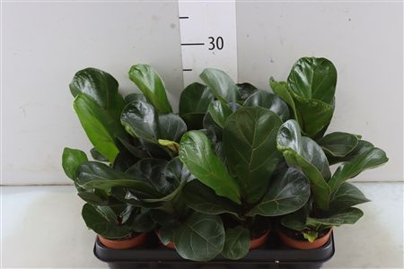 Горшечные цветы и растения оптом Ficus Lyrata Bambino от 12шт из Голландии с доставкой по России