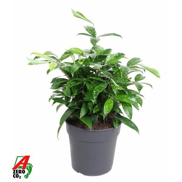 Горшечные цветы и растения оптом Drac Surculosa Bush от 1шт из Голландии с доставкой по России