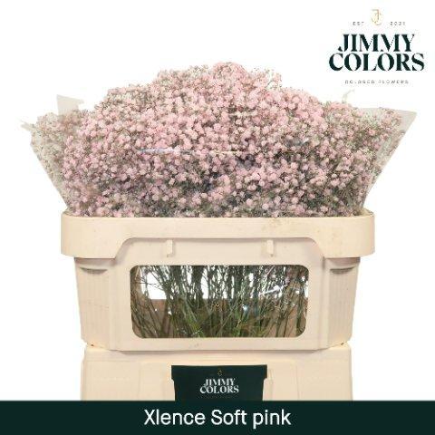 Срезанные цветы оптом Gyps large paint pink light от 75шт из Голландии с доставкой по России