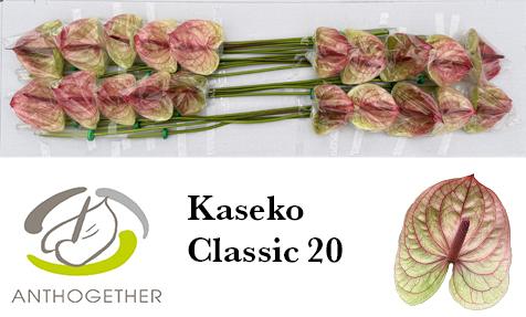Срезанные цветы оптом Anthurium kaseko classic от 20шт из Голландии с доставкой по России