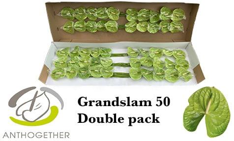 Срезанные цветы оптом Anthurium grand slam от 50шт из Голландии с доставкой по России